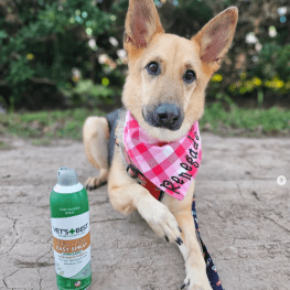 A dog wearing a bandana sitting beside a bottle of pet spray on the ground