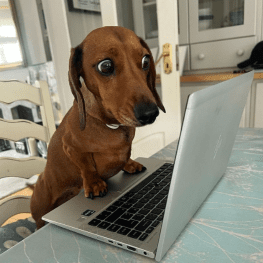 dog looking at laptop on kitchen counter