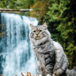 A cat sitting on a log in front of a waterfall