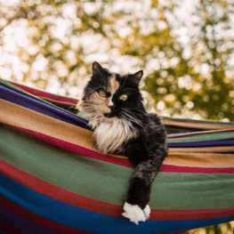 A cat lounging in a hammock looking at the camera
