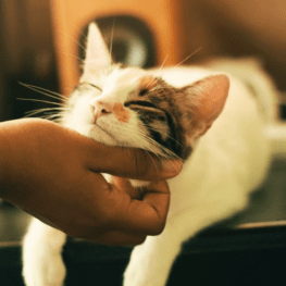 white and brown cat being scratched under the chin by owner